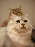 ����ϣ£����£����