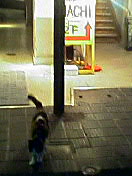 HACHI�ޥ˥�