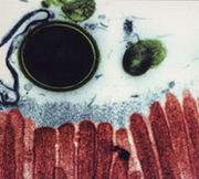 cell.