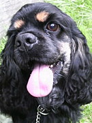 犬ばかスパニエル