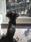 ☆わんこと私☆