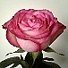 ���ҤȤꤵ�ޡ�30��