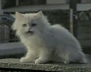 ソフトバンクの白い猫