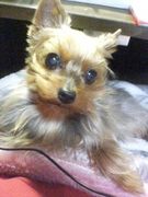 ���������奬���ե��󥯥�֡�