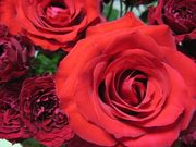 �����󥿡�����Υ٥��ȥᥤ��