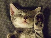 �ˤ����ˤ������