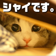 ���㥤�Ǥ���