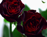 †黒薔薇†ブラック・バッカラ