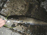 鯰人 〜夜間釣行〜