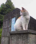 ��ͳ���֤��Τꤿ����