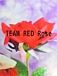 TEAM RED Rose
