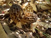 アミガサタケ愛好会