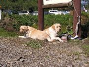 �̳�ƻ��ȡ�ۺ߽�ͧ�β�