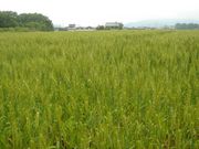 ����ǤΤӤΤӡ�Green��Tourism