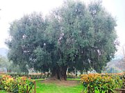 Asu ���꡼�֥�����Τ�������