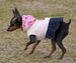 DOG WEAR  HAND MADE K-PIN