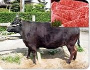 ����Ū�ˤϥ٥����ꥢ��Ǥ�