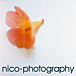 nico-photography ☆ photograph