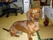 宮古島57年会　戌年　野良犬会　