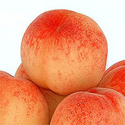 ���äƺǶ��β�ʪ����͡�