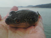 ���ܳ�and�����ⳤ�Ȥ��ɤ�����