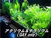 アクアリウム（gay only）