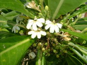 �����ƣ������