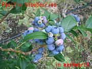 Pacific blueberries