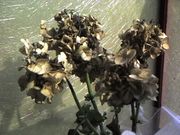 ����ޤꤹ���Ƥ����ʤ���