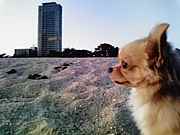 �ޥ�����ϡ������ΤƸ�����