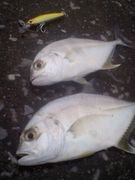 Enjoy Saltwater Anglers in�ܺ�