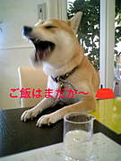 喋る犬です。