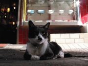 巣鴨街ネコ・はなちゃん