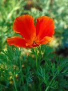 �����ˡʽ��ˤ��դ���ä��͡�