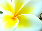 ��������ͧã����������