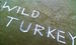 ٲءWILD TURKEY