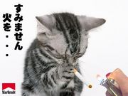 ��󥽱���(��  . ��)y-~~