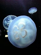 餲Jellyfish