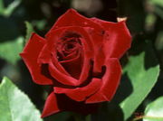 ���Ť��Ƥʤ������¤�Ǥޤ�