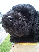 �����ס��ɥ��