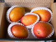 おすすめマンゴー＆南国フルーツ
