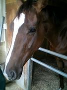 ���å��ȥ֥��ʤ򰦤Ǥ��