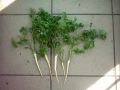 Parsley�ѥ���
