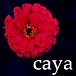 caya/eureka