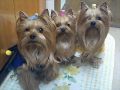 うちの犬が一番☆
