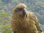 鳥の楽園~New Zealand~☆