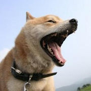 ��ĥ�첶��