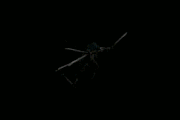 ޤĻˤʤƤʡ