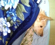 �����⤦���줢�ä��Τ͡�����