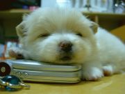 �ڤ����ƥ˥����ڤ�����֢�����